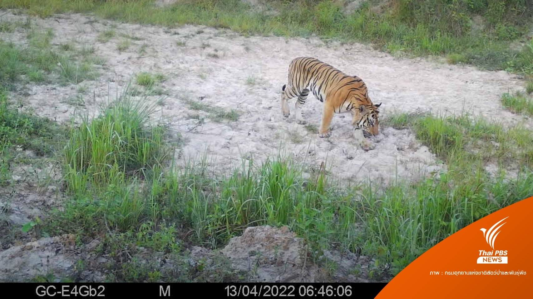 "เสือโคร่ง" โชว์ตัววันสงกรานต์ผ่านกล้อง NCAPS ในป่าดงใหญ่