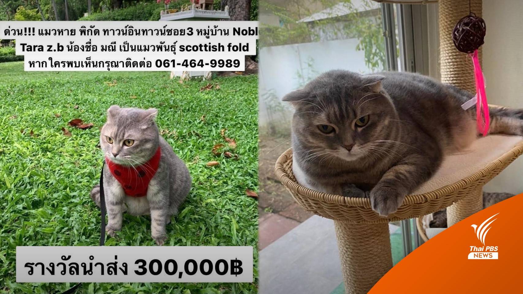ตามหาแมวหาย "น้องมณี" เจ้าของให้สินน้ำใจ 300,000 บาท