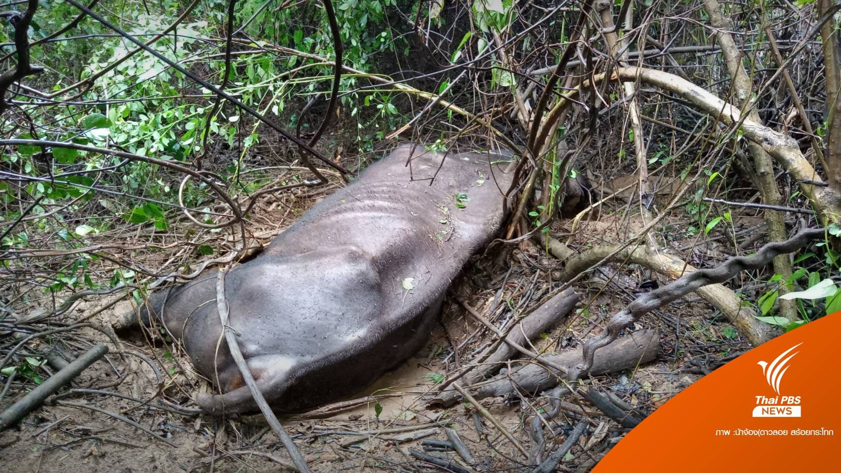 สุดยื้อ! กระทิงเขาใหญ่ ผอมโซ-ตาบอดป่วยตายตามอายุขัย