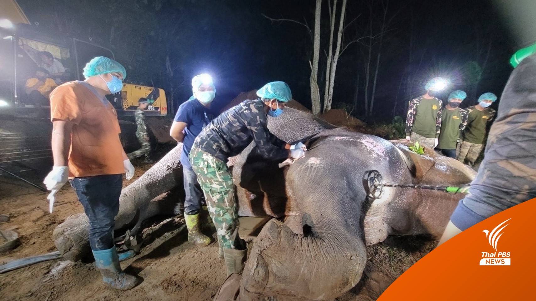อาลัย "พลายโค้ก" ช้างป่านักสู้ ผ่าซากพบกระสุน 39 นัด
