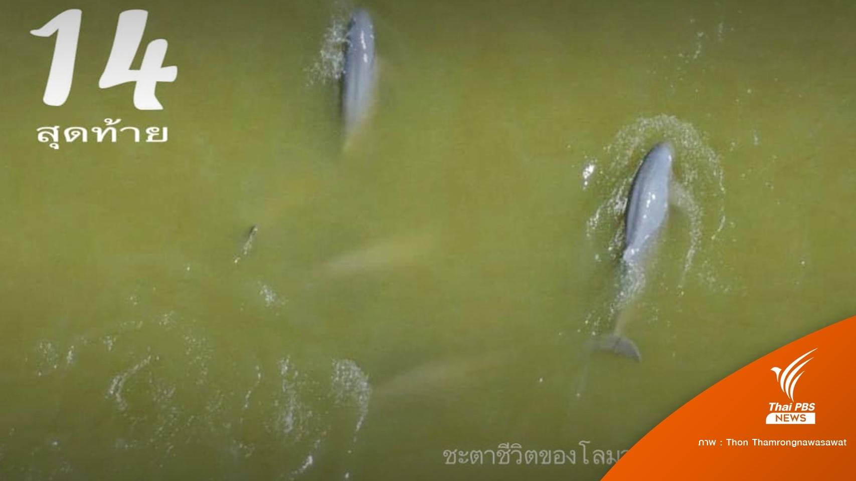 น่าห่วง 14 ตัวสุดท้าย "โลมาอิรวดี" ทะเลสาบสงขลา