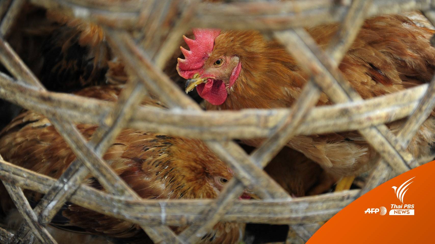 จีนพบเด็ก 4 ขวบ ติด "ไข้หวัดนก H3N8" คนแรก