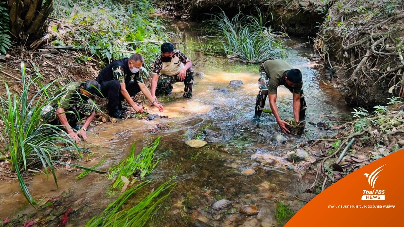 ฟื้นฟู "พลับพลึงธาร" พืชหายากของโลกเหลือแค่ 1% ในไทย