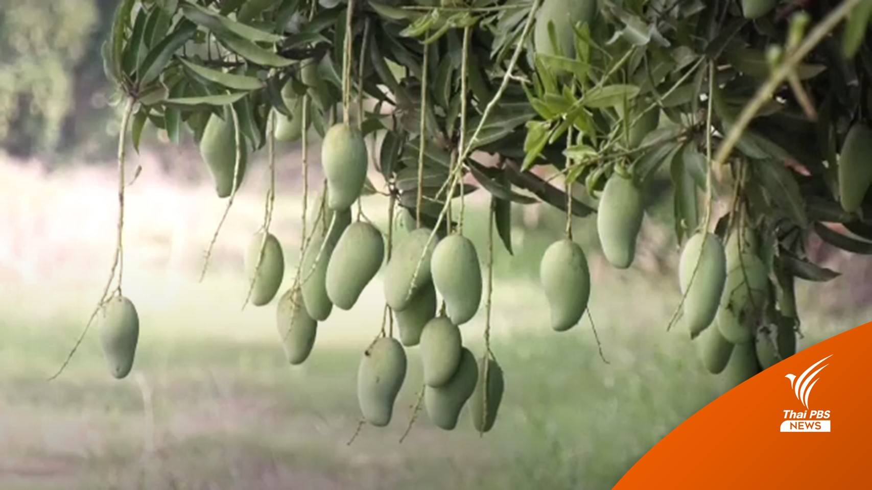 กรมการค้าภายในรับซื้อ "มะม่วง" ช่วยชาวสวนพิจิตร ราคานำตลาด