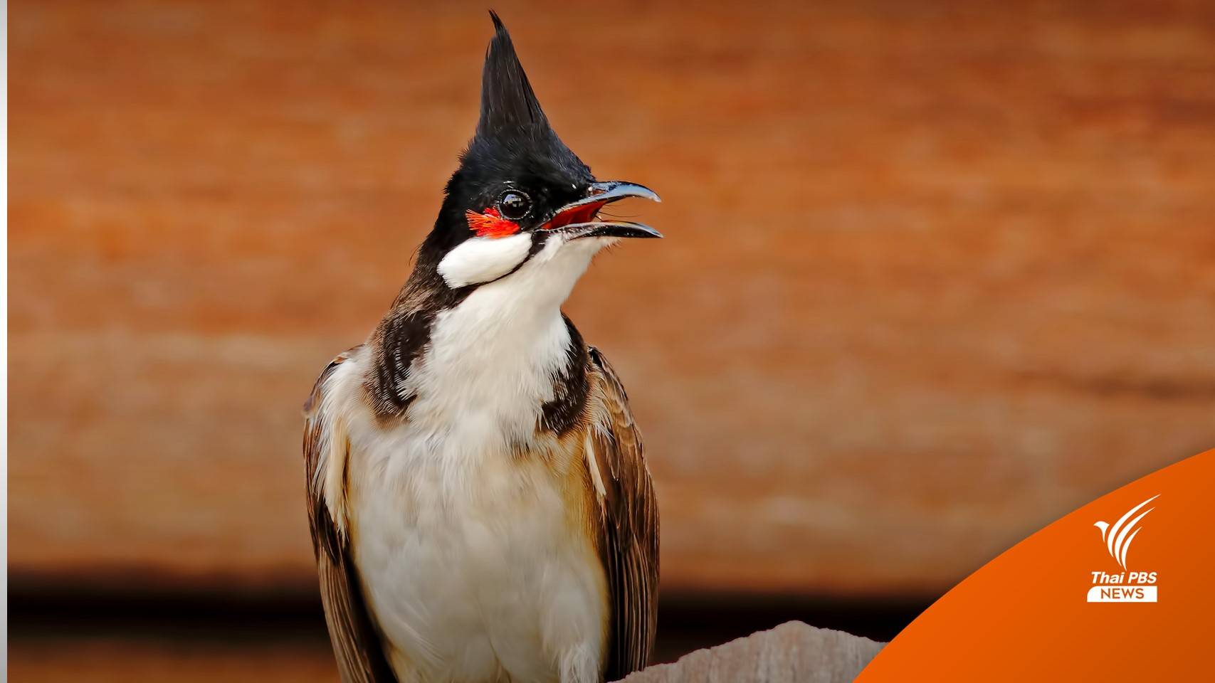 "นกปรอดหัวโขน" อยู่ที่ไหน?