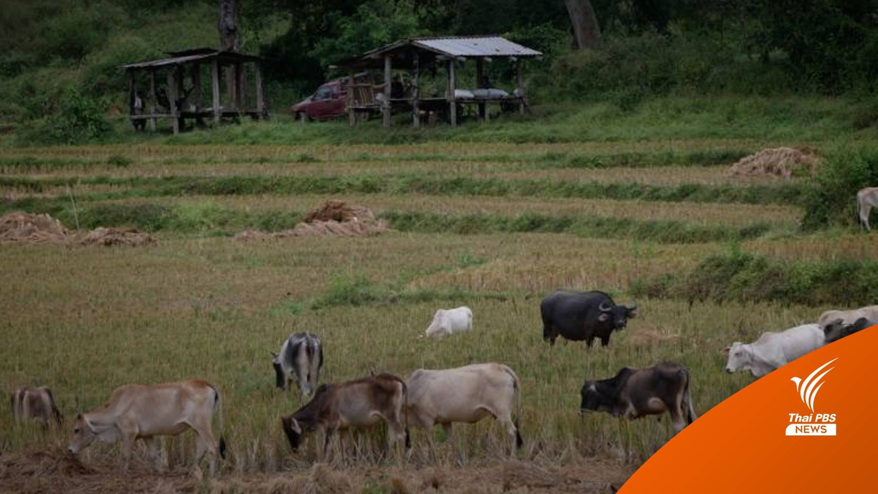 ทส.ไฟเขียวใช้พื้นที่ป่าหลังมีคำขอค้าง 17 เรื่อง