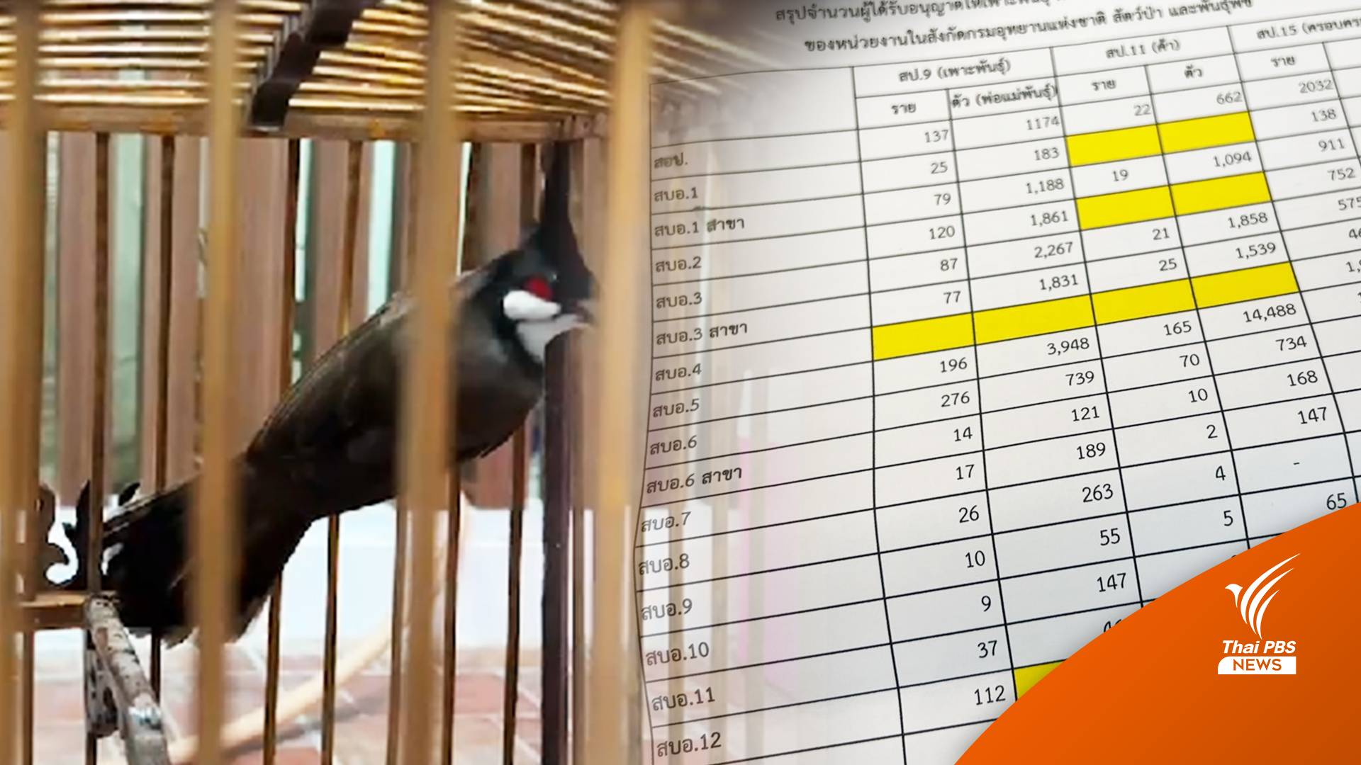 จับ 3 เดือน กว่า 2,000 ตัว ตัดตอนค้า "นกกรงหัวจุก"