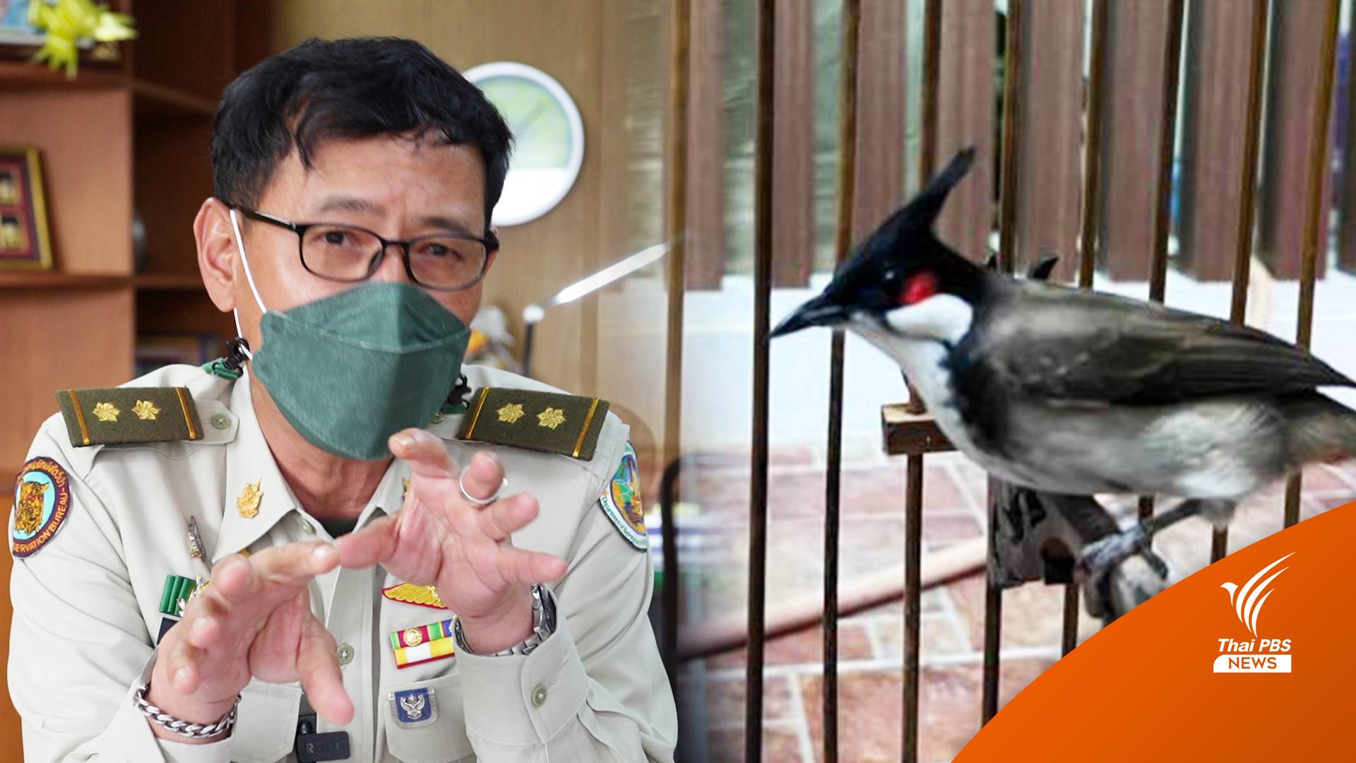 ตั้งคณะทำงาน 1 ชุดปลดล็อก "นกกรงหัวจุก" แก้ระเบียบเอื้อคนเลี้ยง