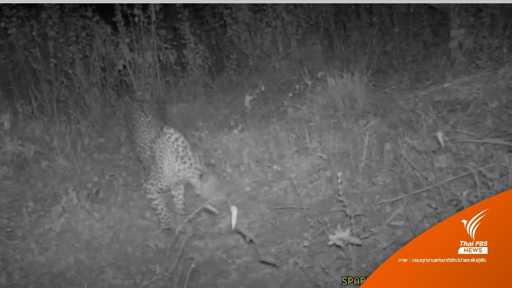 ครั้งแรก! กล้องถ่ายภาพสัตว์ถ่าย "เสือดาว" ในป่าเชียงดาว