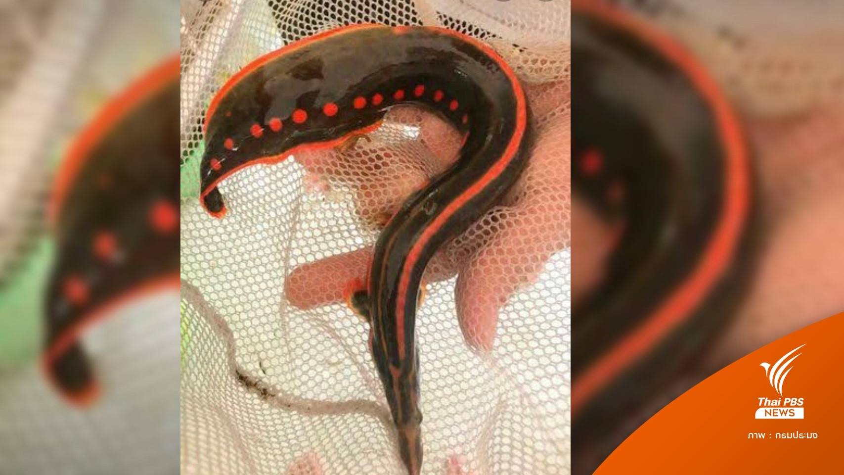 สำเร็จ! กรมประมงเพาะพันธุ์ “ปลากระทิงไฟ” สัตว์น้ำใกล้สูญพันธุ์