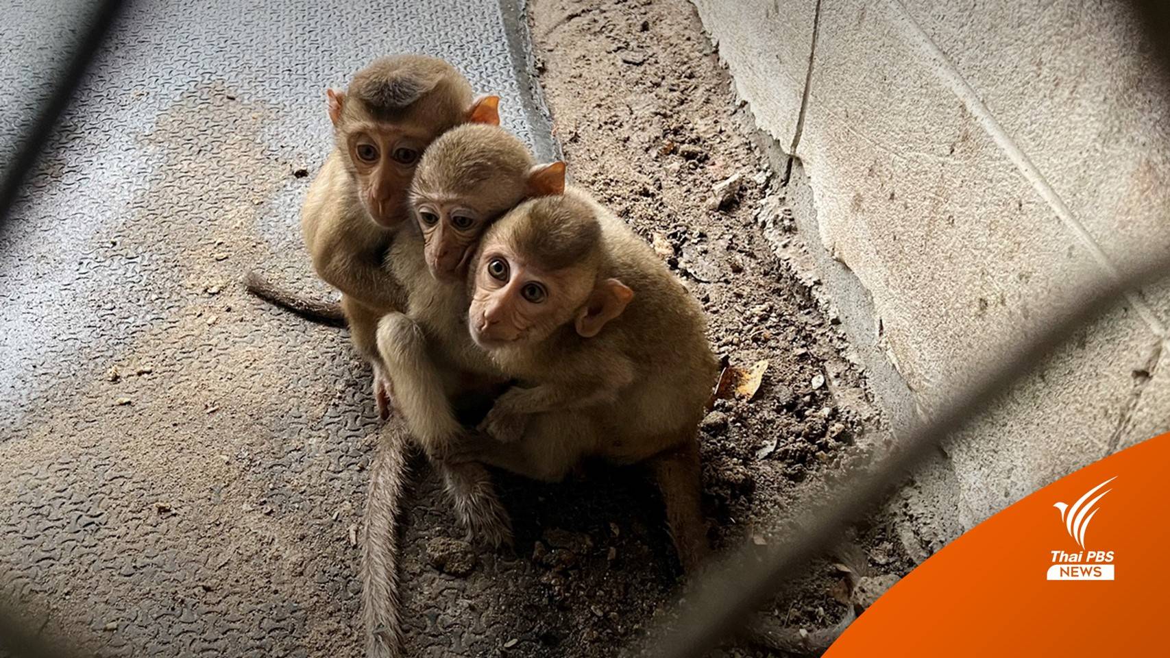 เตือนระวัง! ไข้มาลาเรียชนิด “โนวไซ” ติดต่อจากลิงสู่คนได้