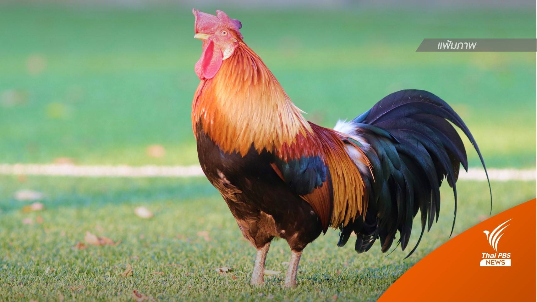 ไทยไม่พบ "ไข้หวัดนก" สายพันธุ์ H3N8 ห่วงสัตว์ปีกใกล้ชายแดน