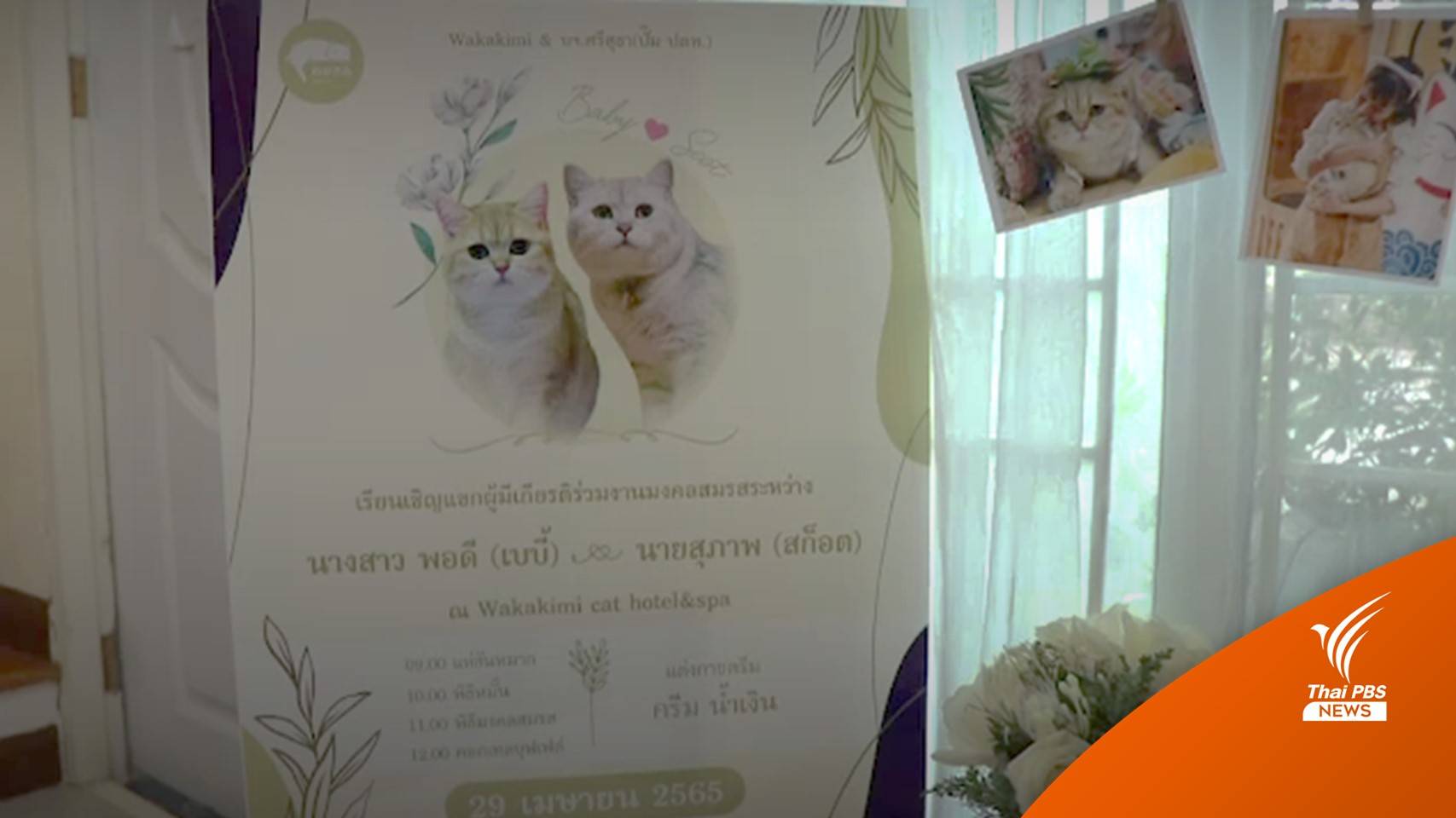 เจ้าของแมวบ่าวยกขันหมากขอแมวสาวแต่งงาน