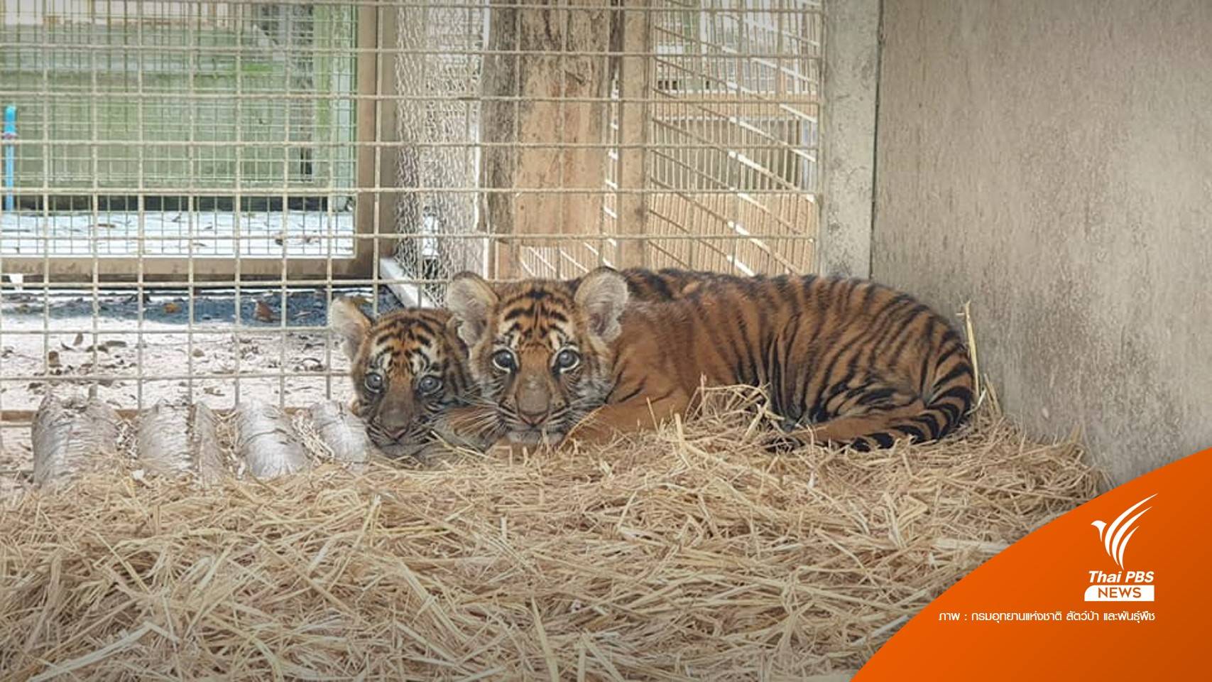 สถานีเพาะเลี้ยงสัตว์ป่าภูเขียว รับมอบสัตว์ป่าของกลาง ดูแล