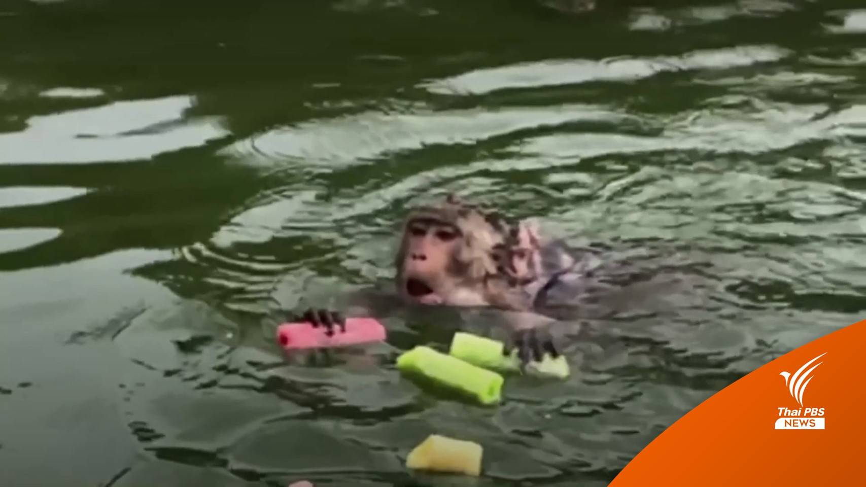 เกาะช้างเฝ้าระวังลิง พบติด "ไข้มาลาเรียโนวไซ" 8 คน