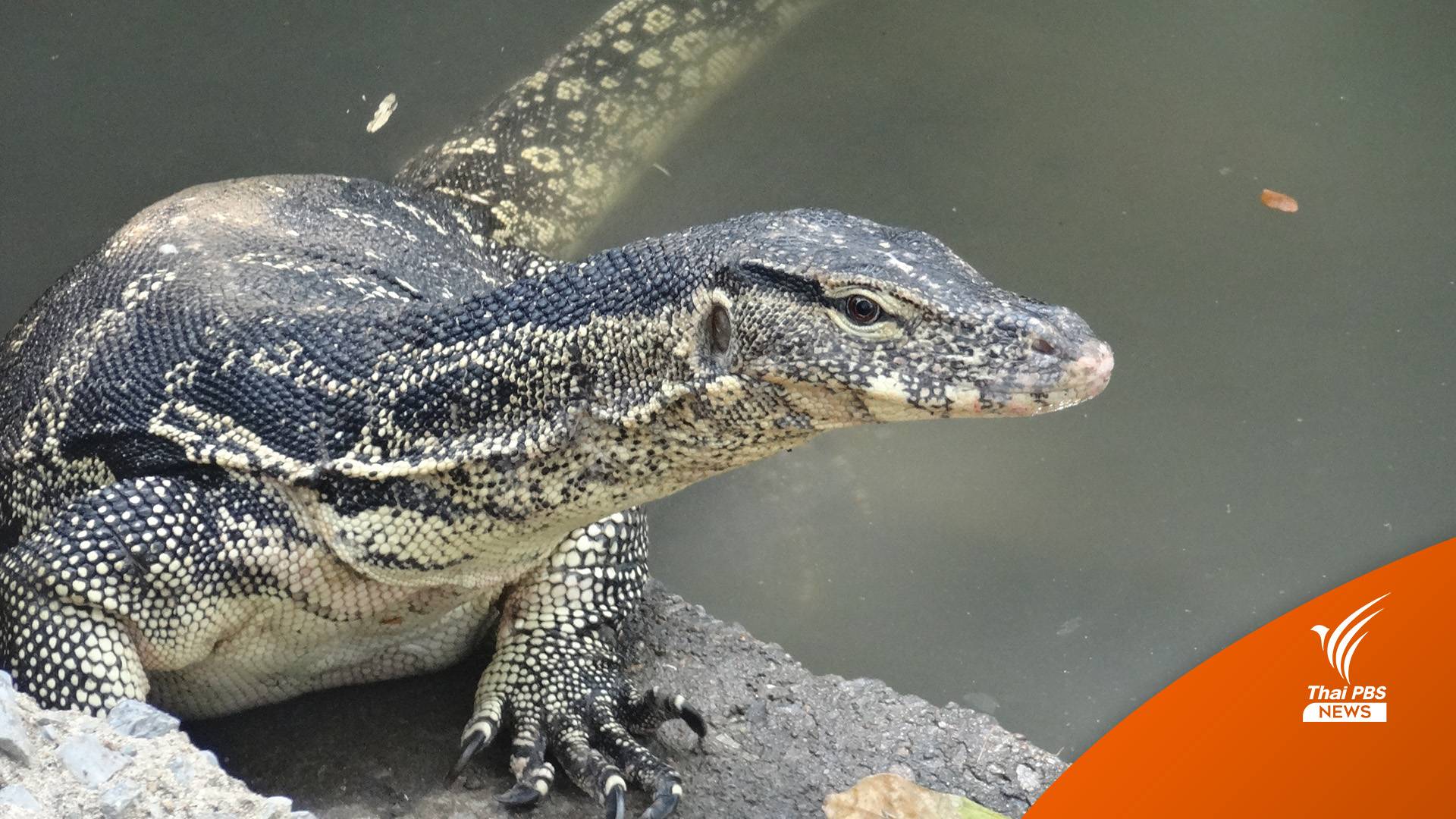 ไขคำตอบ! "เหี้ย" ยึดพื้นที่กรุงเทพ