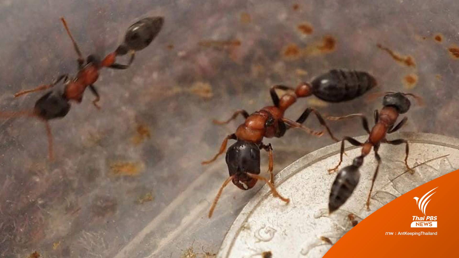 รู้จักอาการแพ้รุนแรง "มดตะนอยต่อย" ทำไมตาย?