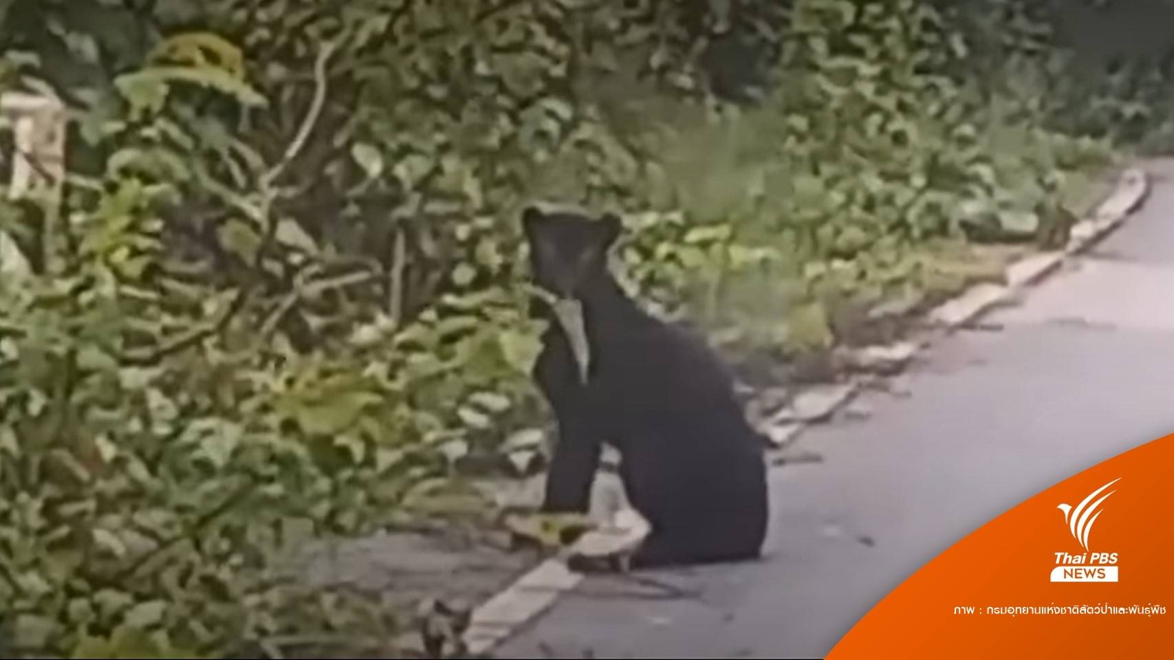 "เสือดำ" โชว์ตัวถนนพะเนินทุ่ง เตือนอย่าขับรถเร็ว