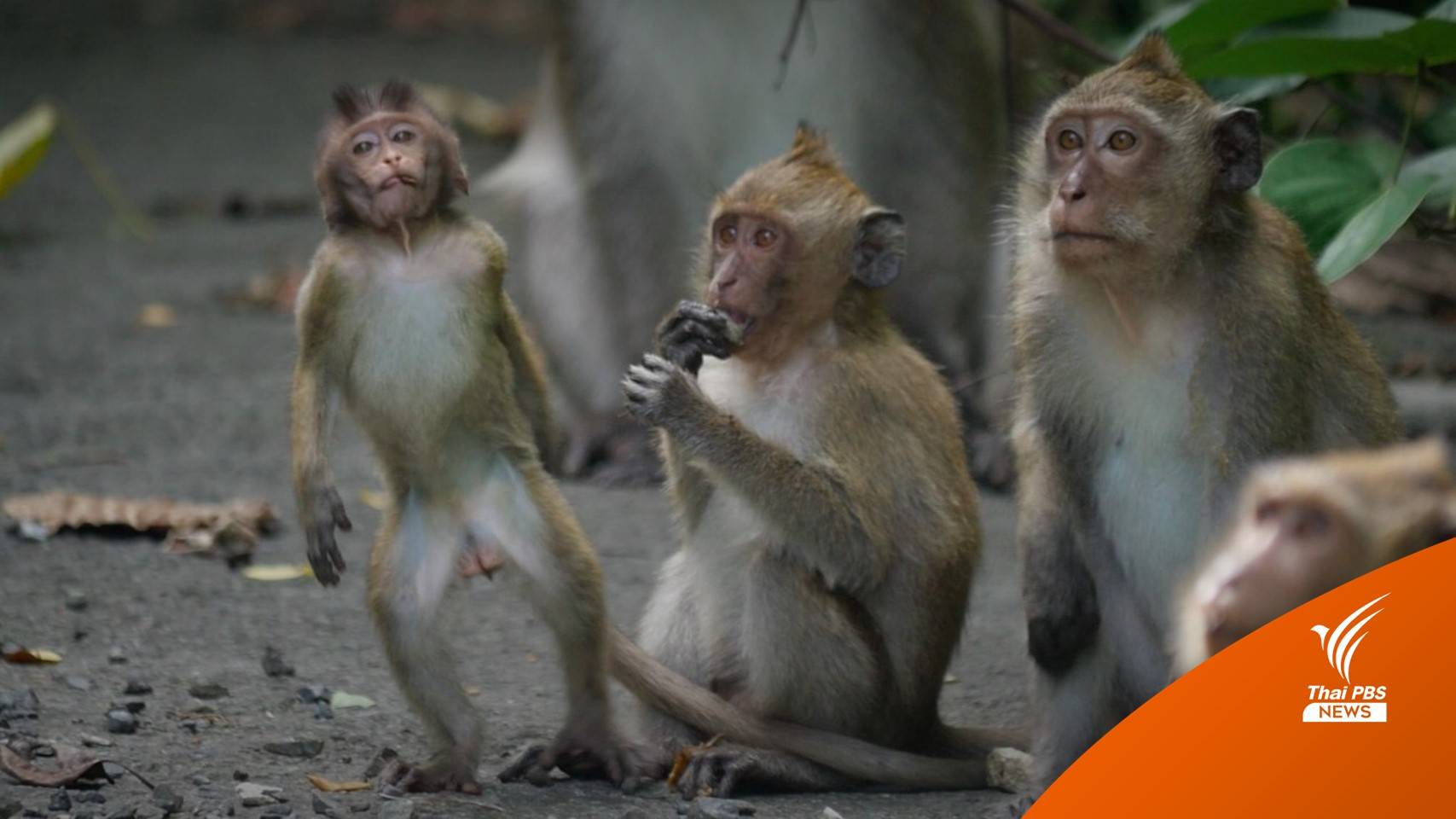 เก็บเลือดลิงบน "เกาะช้าง" ตรวจ "มาลาเรียโนวไซ"