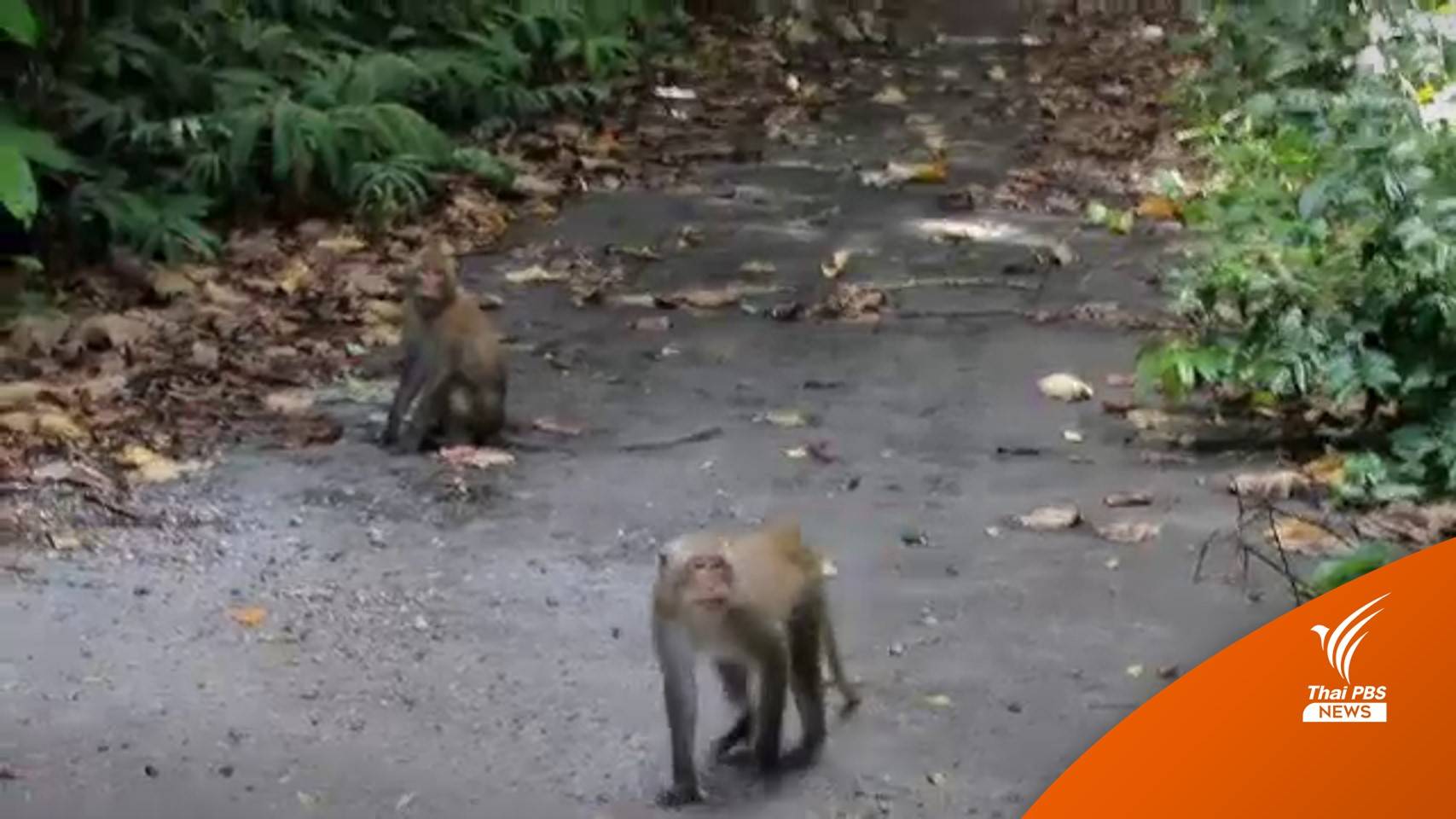 เตรียมทำหมันลิงบนเกาะช้าง แก้ปัญหา "ไข้มาลาเรียโนวไซ"