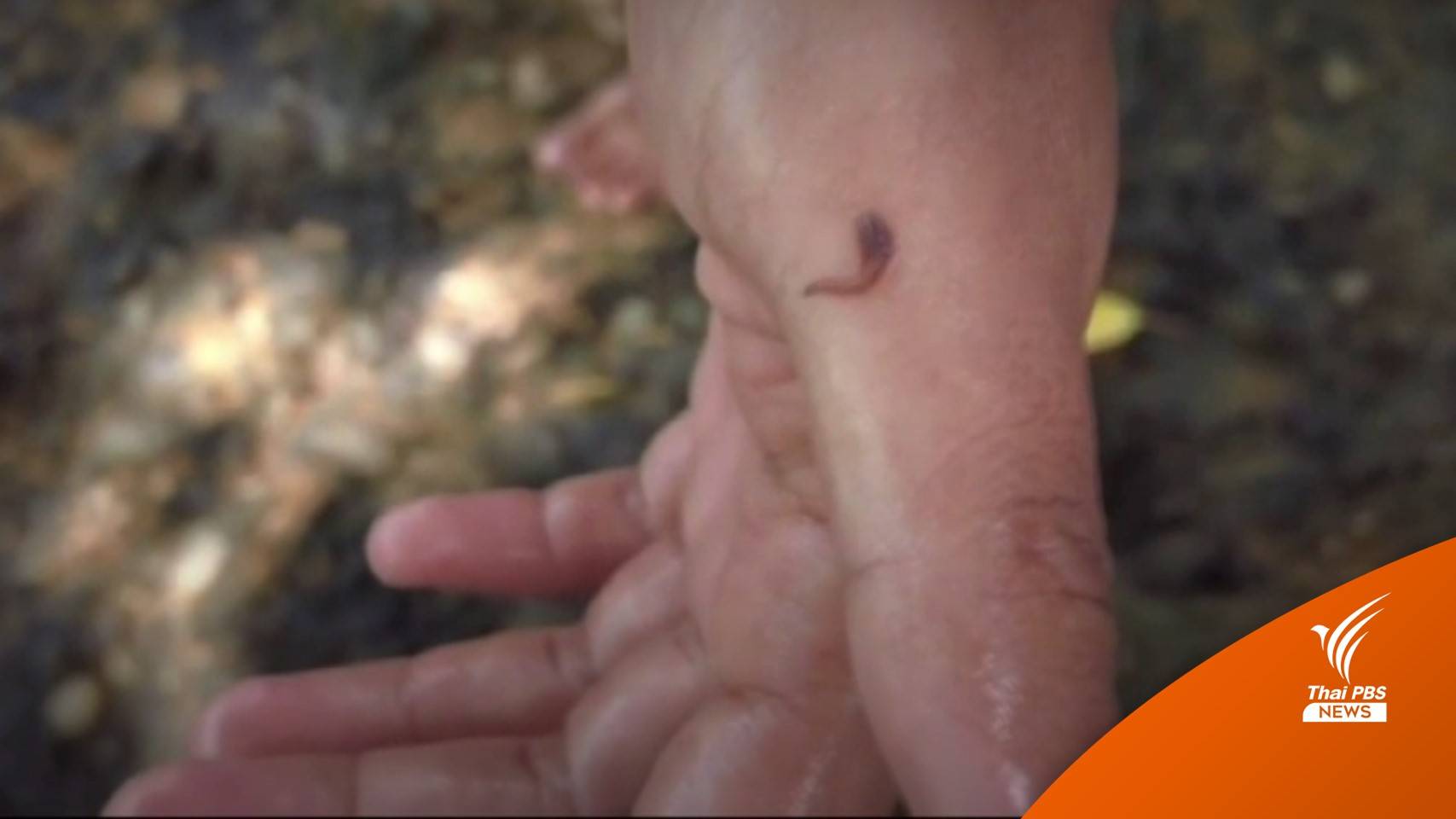 เร่งกำจัด "ปลิงเข็ม" กระทบท่องเที่ยวแก่งกระจาน