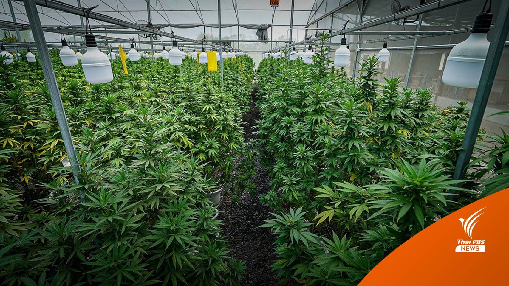 ผู้ประกอบการเชื่อ 2 ปีแรกธุรกิจ "กัญชา" สร้างเม็ดเงิน 2 หมื่นล้าน