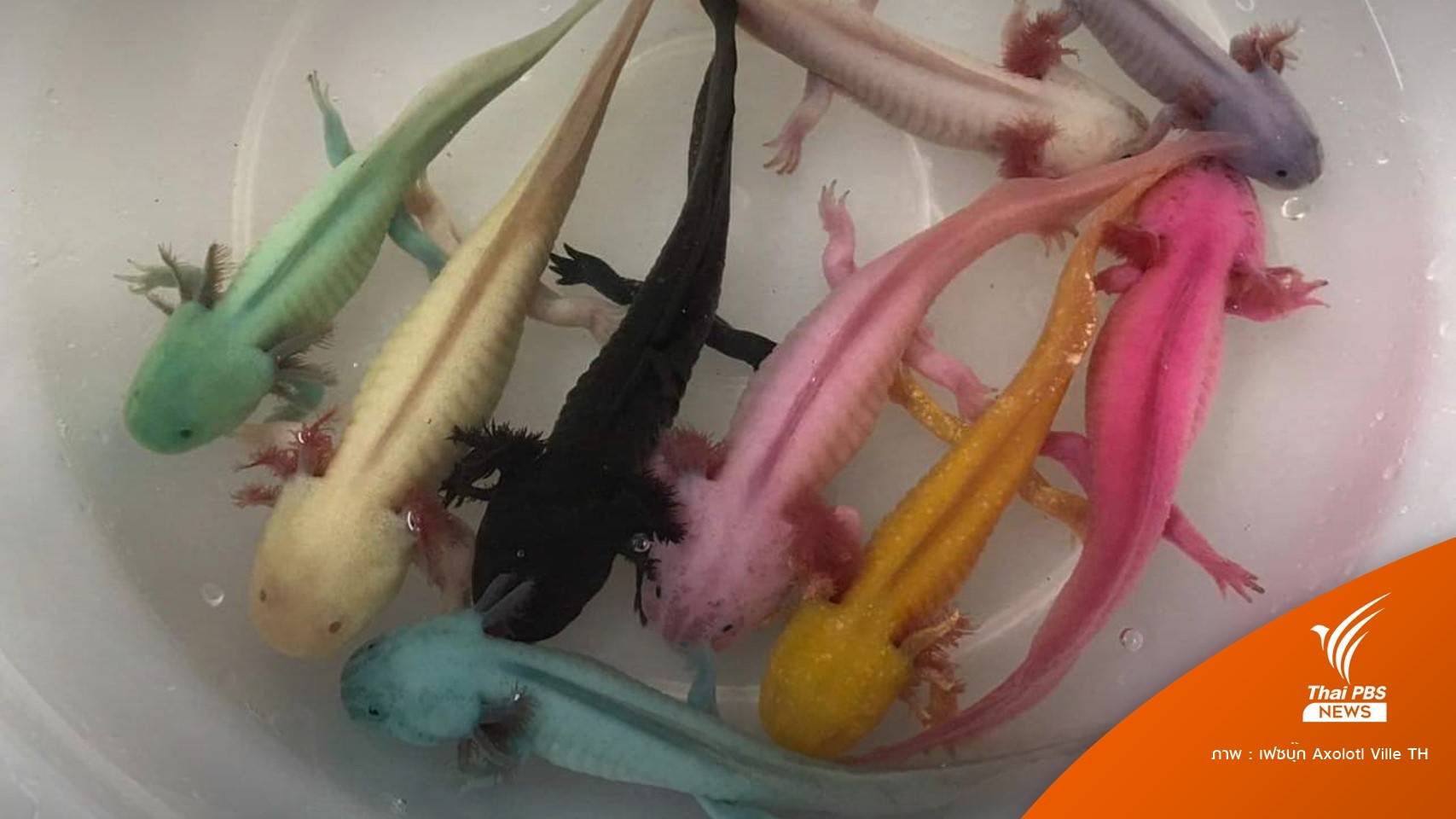 เตือน "อาโซลอตย้อมสี" อายุขัยเหลือแค่ 1 สัปดาห์-ไม่ชัดสีที่ใช้ย้อม