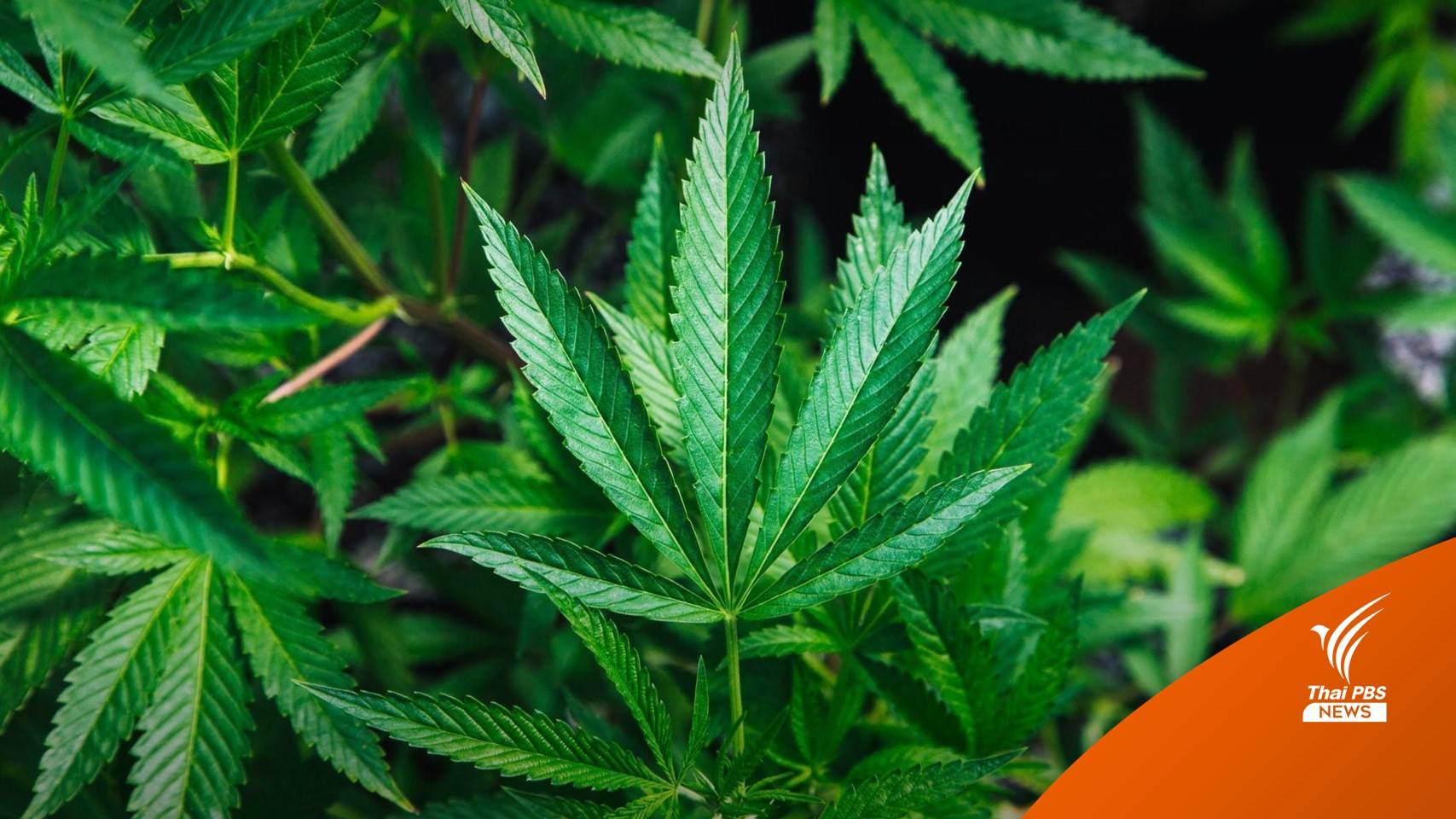 ราชวิทยาลัยอายุรแพทย์ฯ ขอเร่งกฎหมายคุมใช้ "กัญชา" เหมาะสม