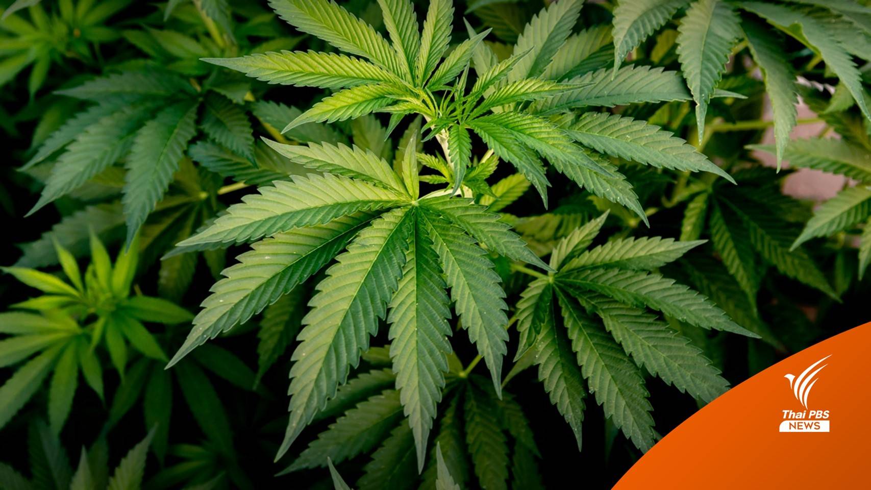 กรมขนส่งฯ เล็งหารือ สธ.แก้กฎหมายห้ามใช้กัญชาขณะขับรถ