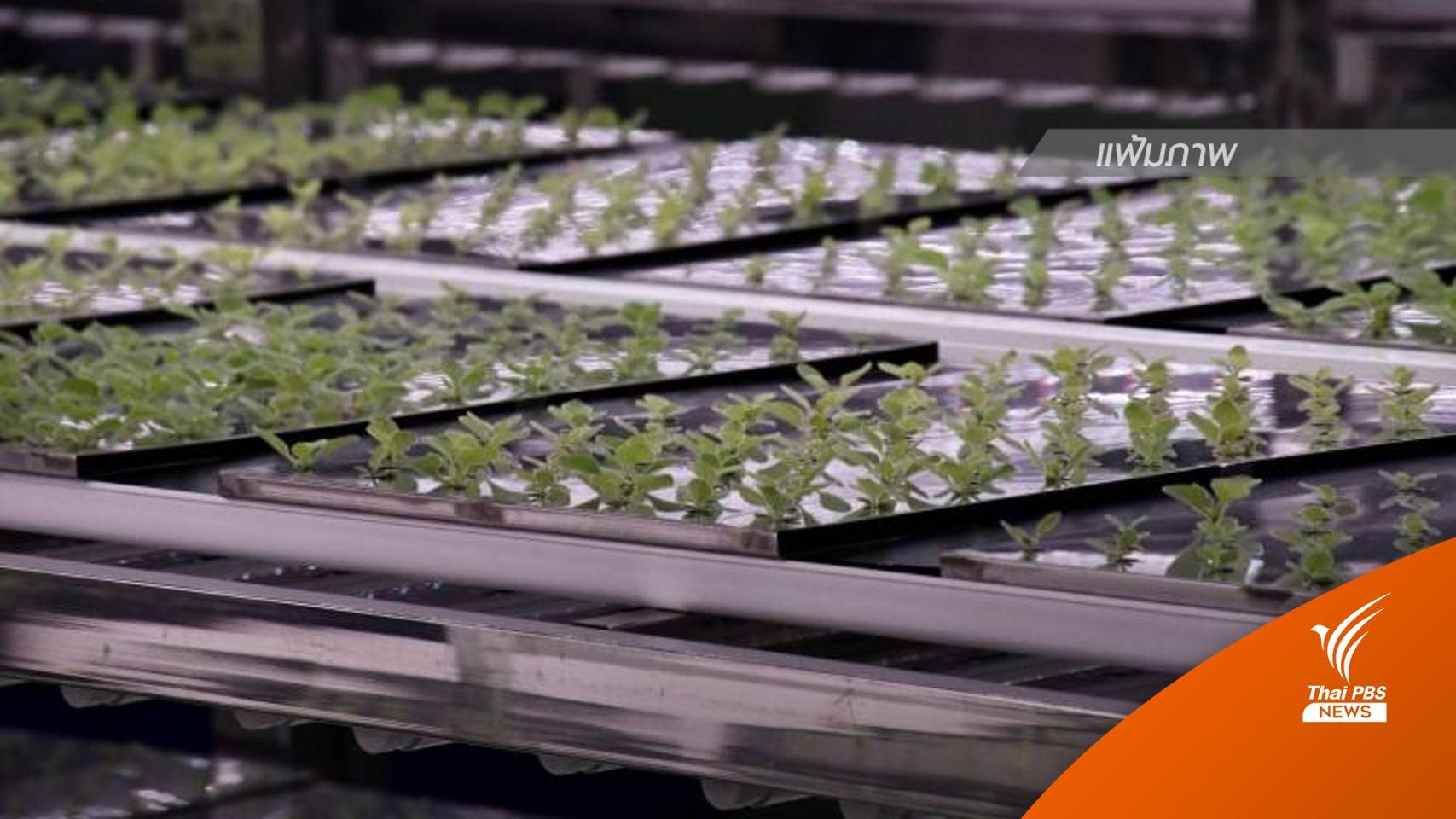 "ใบยา" เริ่มทดสอบวัคซีนโควิดในมนุษย์ คาดผลิตล็อตแรกกลางปีหน้า