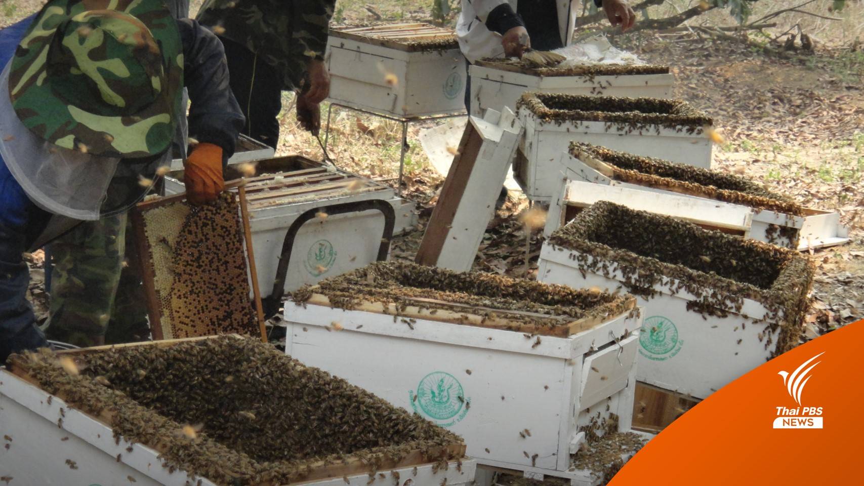 เปิดขึ้นทะเบียนผู้เลี้ยงแมลงเศรษฐกิจ 5 ชนิด