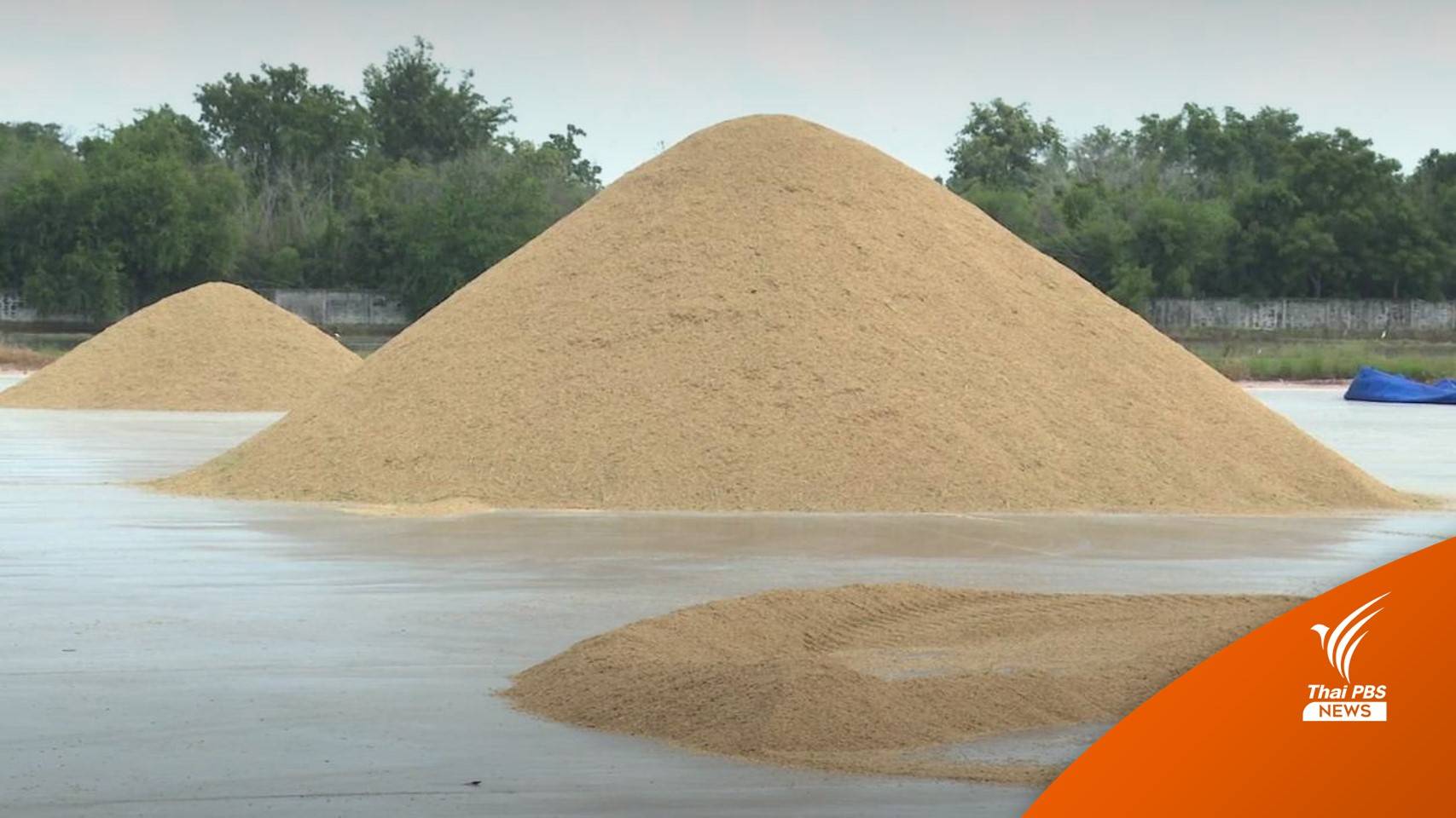 "พาณิชย์" เร่งแก้ราคาข้าวตกต่ำ คาดส่งออกทั้งปีใกล้เคียง 6 ล้านตัน