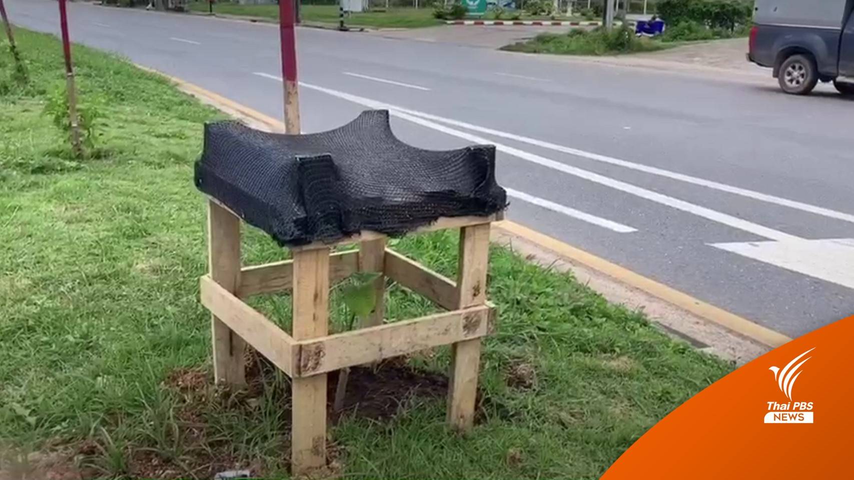 ปลูก "ต้นกระท่อม" เกาะกลางถนน หวังคนกระบี่ได้ใช้ในอนาคต