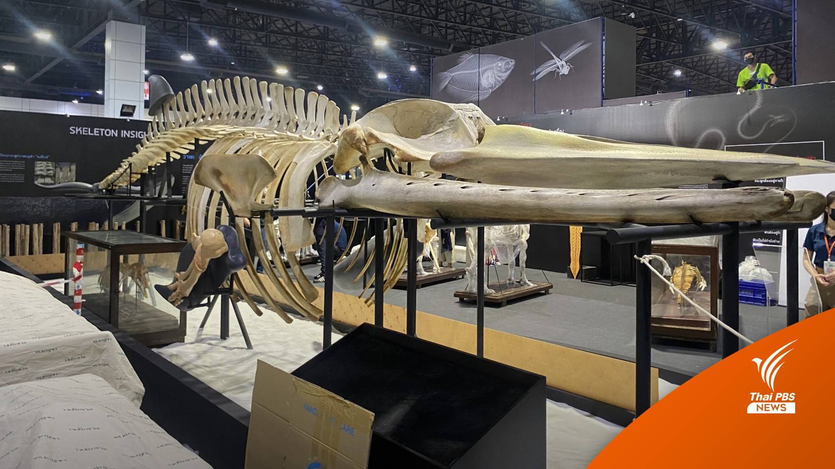 ครั้งแรก! "วาฬบรูด้าแม่จ๊ะเอ๋" โชว์งานวิทยาศาสตร์ 9-19 พ.ย.