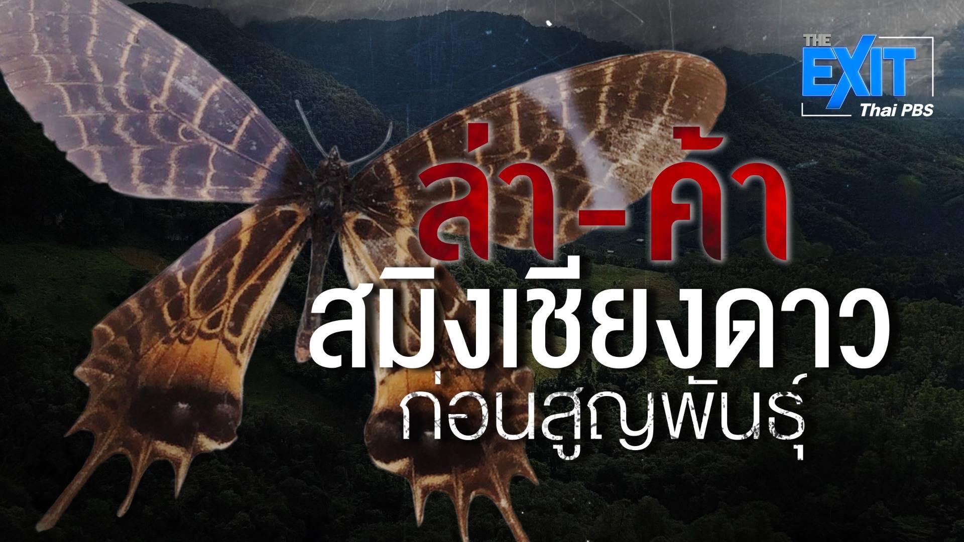 The EXIT : ล่า-ค้า สมิงเชียงดาวสูญพันธุ์