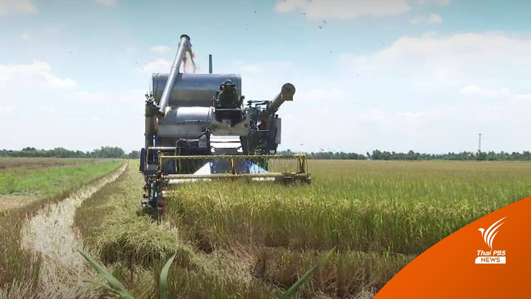 วันนี้ ธ.ก.ส.โอนเงินประกันรายได้ข้าวงวดแรก 5 แสนครัวเรือน