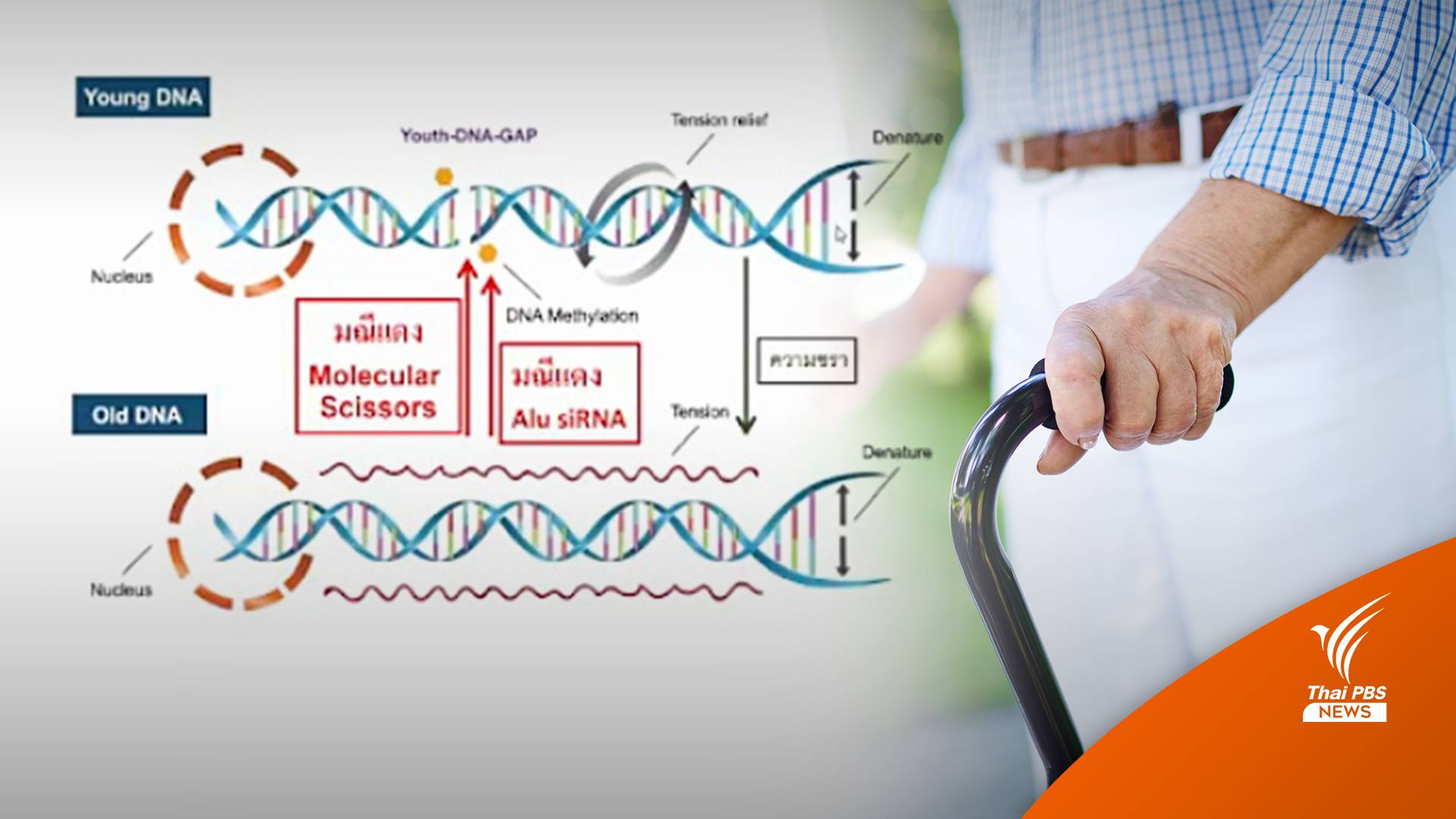 รู้จัก “มณีแดง” ความหวังยาย้อนวัยฝีมือนักวิจัยไทย