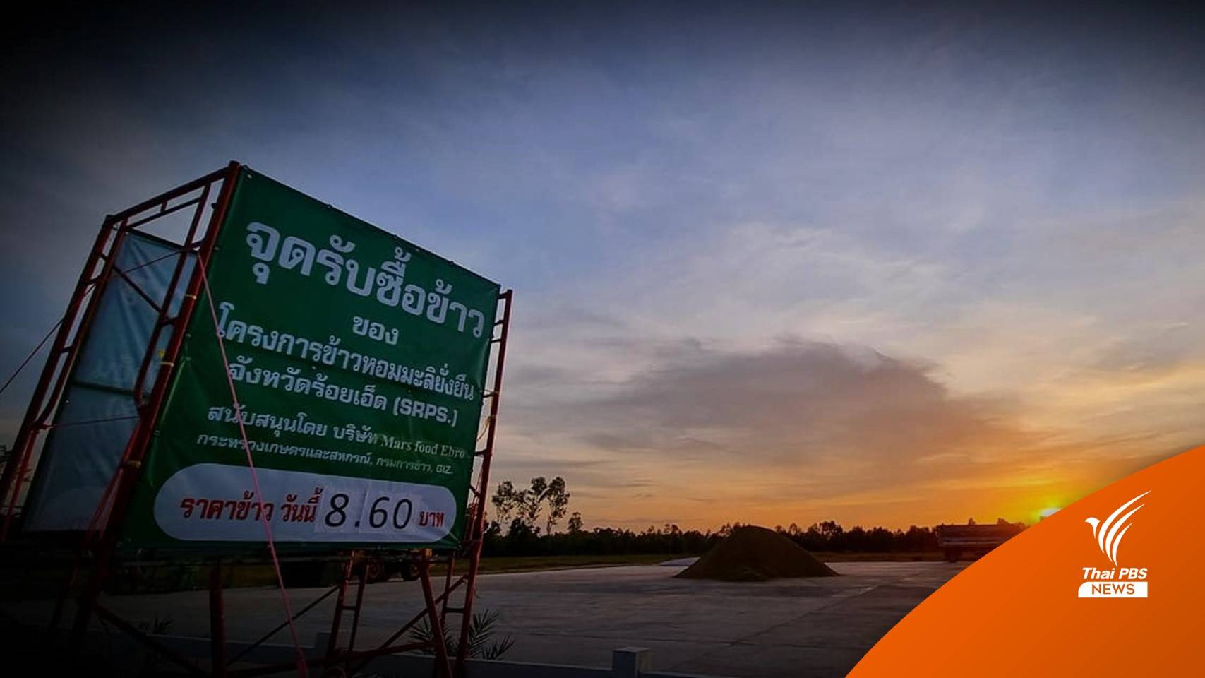 ข้าวหอมมะลิทุ่งกุลา ชาวนายังร้องไห้