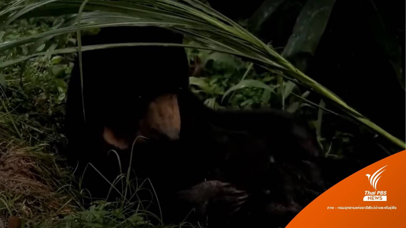 น่ารัก "น้องหมีหมา" โชว์ตัวเขาพะเนินทุ่ง