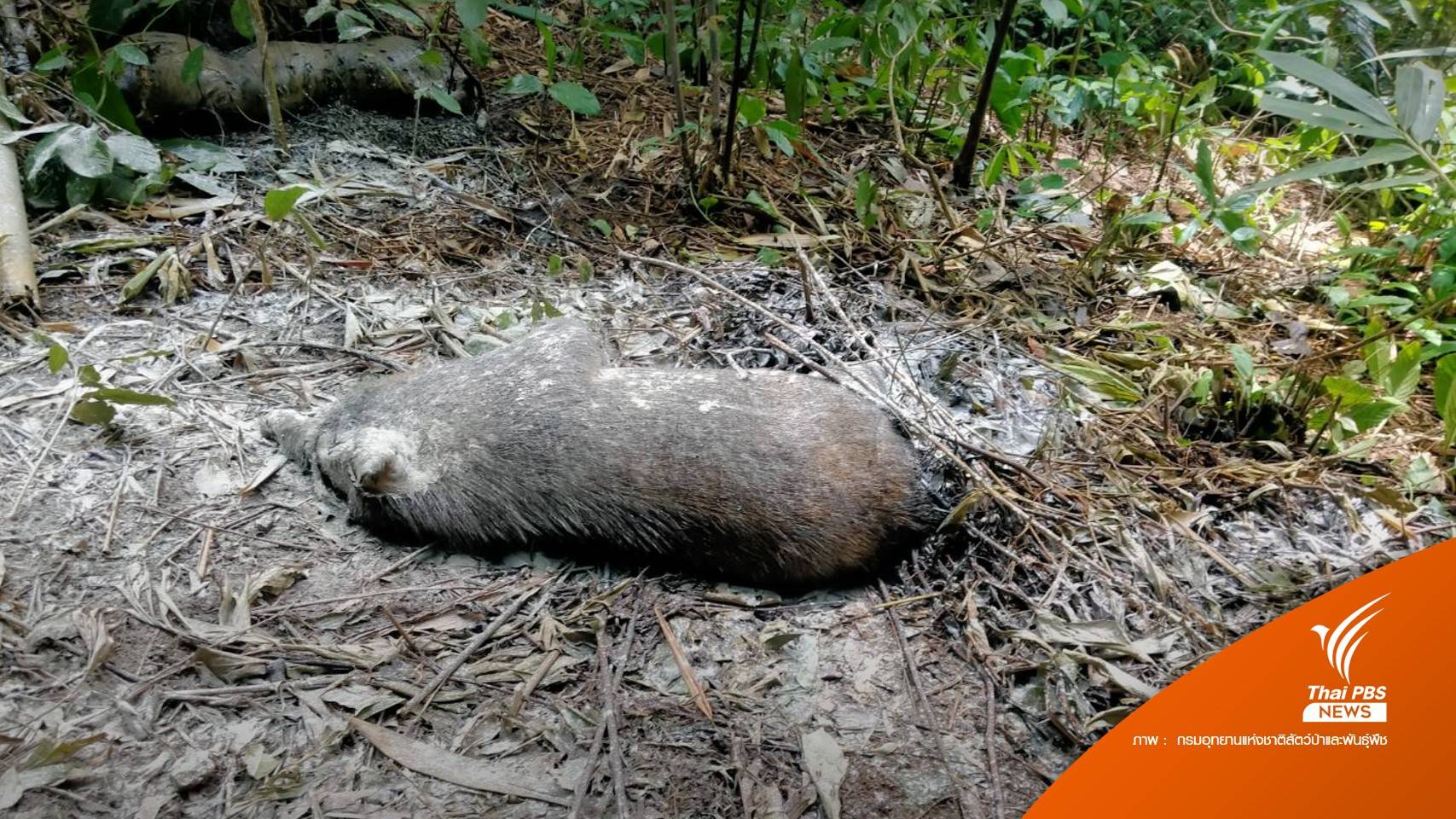 โรค PRRS ระบาด "หมูป่า" ตาย 28 ตัว ในป่าท่าแซะ