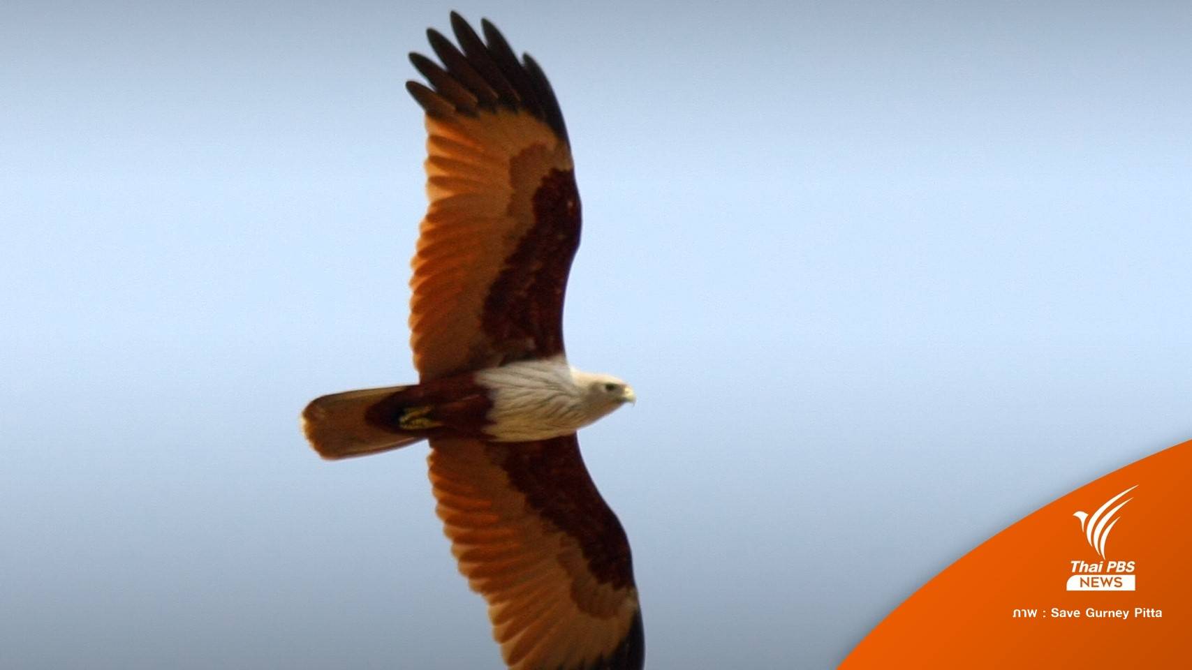 ไขคำตอบ! ห้ามใช้มันหมูล่อ "เหยี่ยวแดง" กินผิดธรรมชาติเสี่ยงอ้วน