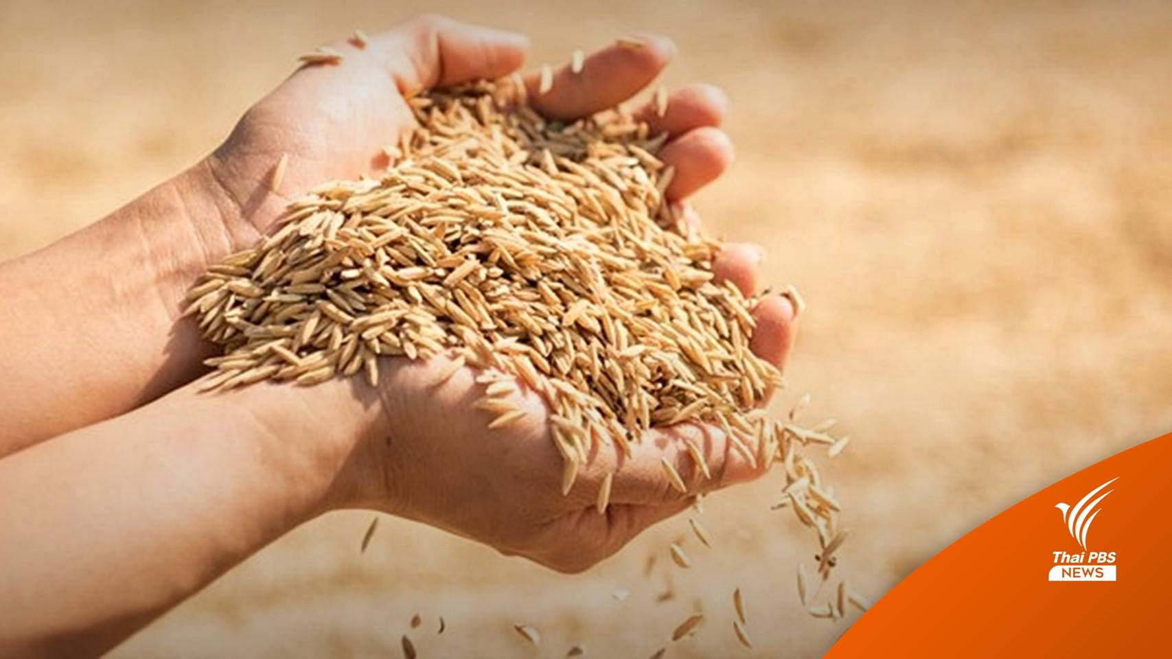 ครม.เคาะเกณฑ์ราคากลางจ่ายเงินประกันข้าวงวดแรก