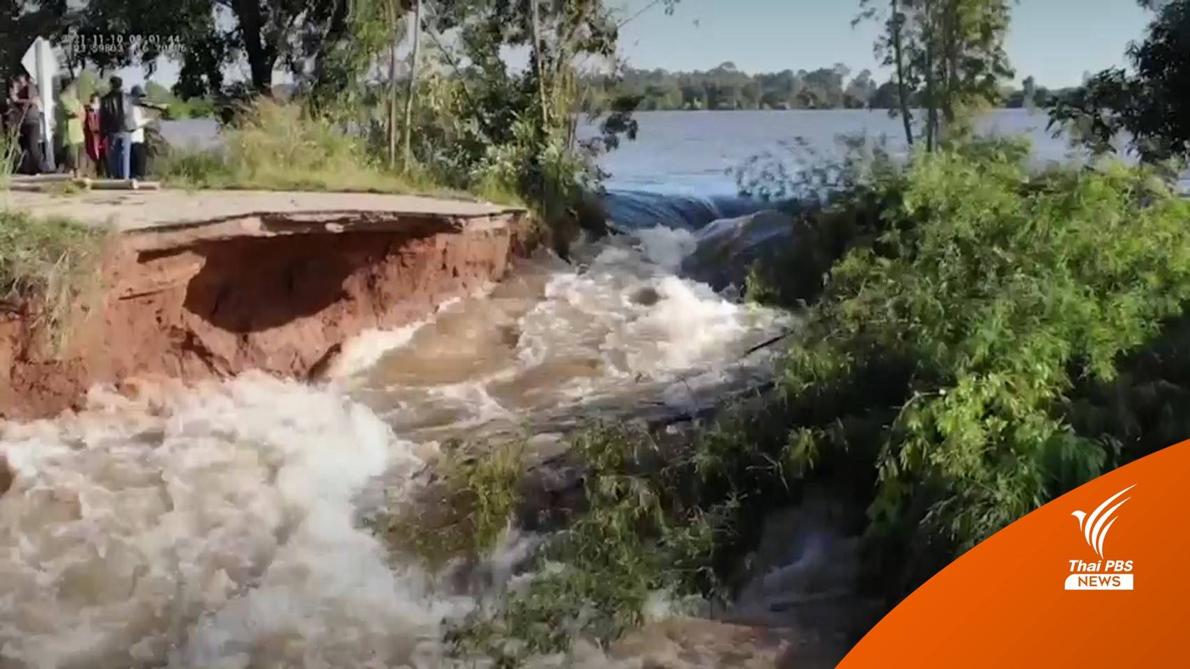 พนังกั้นน้ำชี จ.กาฬสินธุ์ ทรุดตัว น้ำทะลักเข้าท่วมนาข้าว