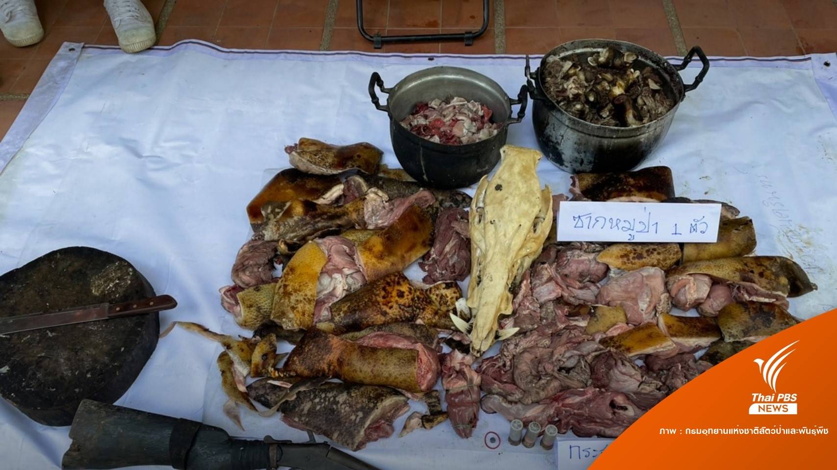 จับคาเขียง! ชาวบ้านลอบล่าชำแหละหมูป่ากลางอุทยานดัง