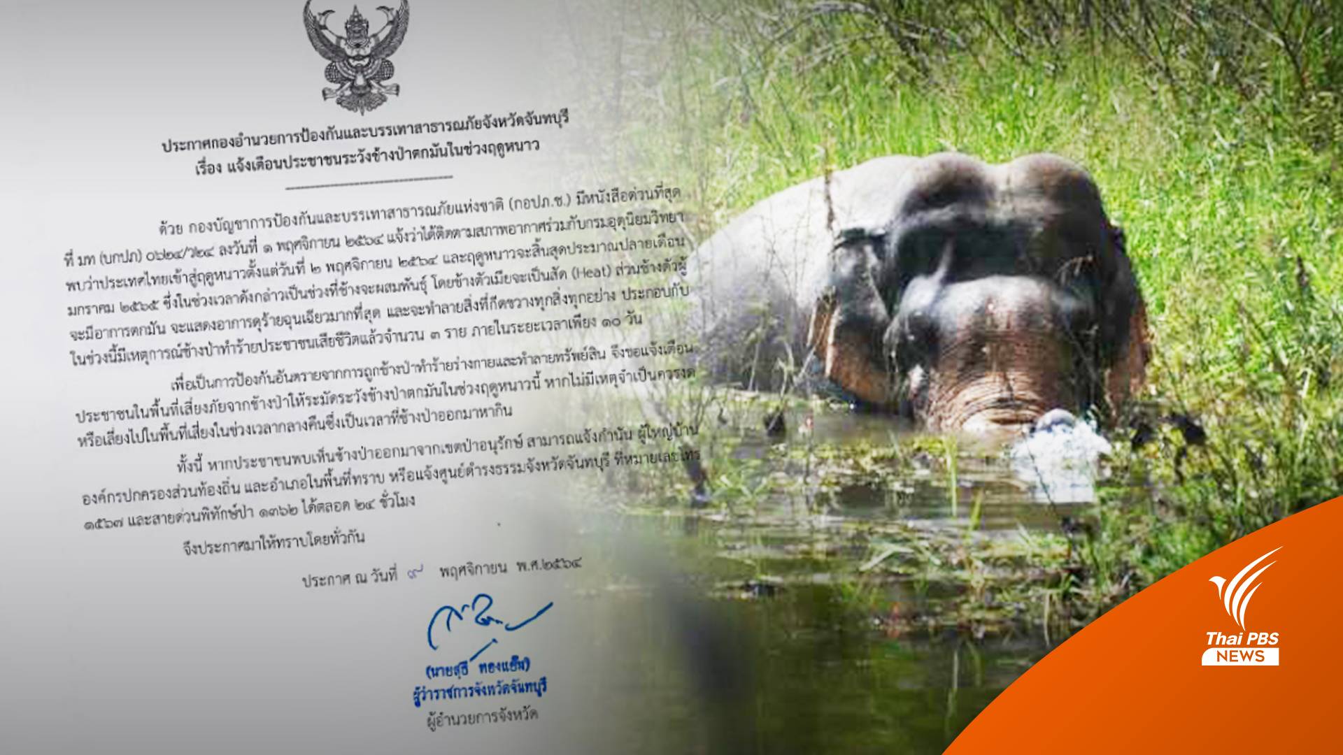 ปภ.จันทบุรี เตือนฤดูช้างผสมพันธุ์-ตกมัน ทำร้ายชาวบ้านดับ 4 ศพ