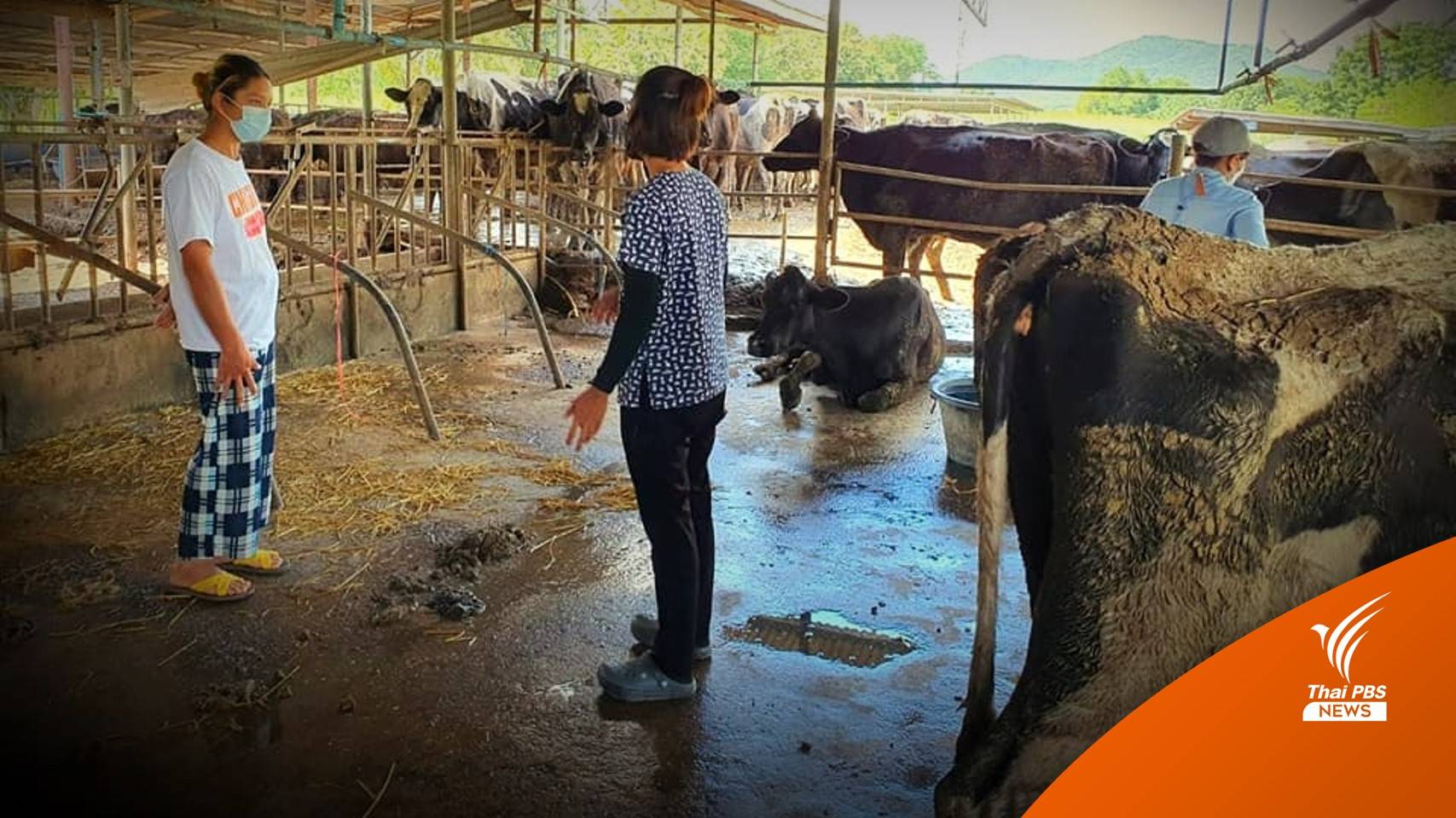 กรมปศุสัตว์เร่งหาสาเหตุโคตาย คาดป่วย " พยาธิเม็ดเลือด"