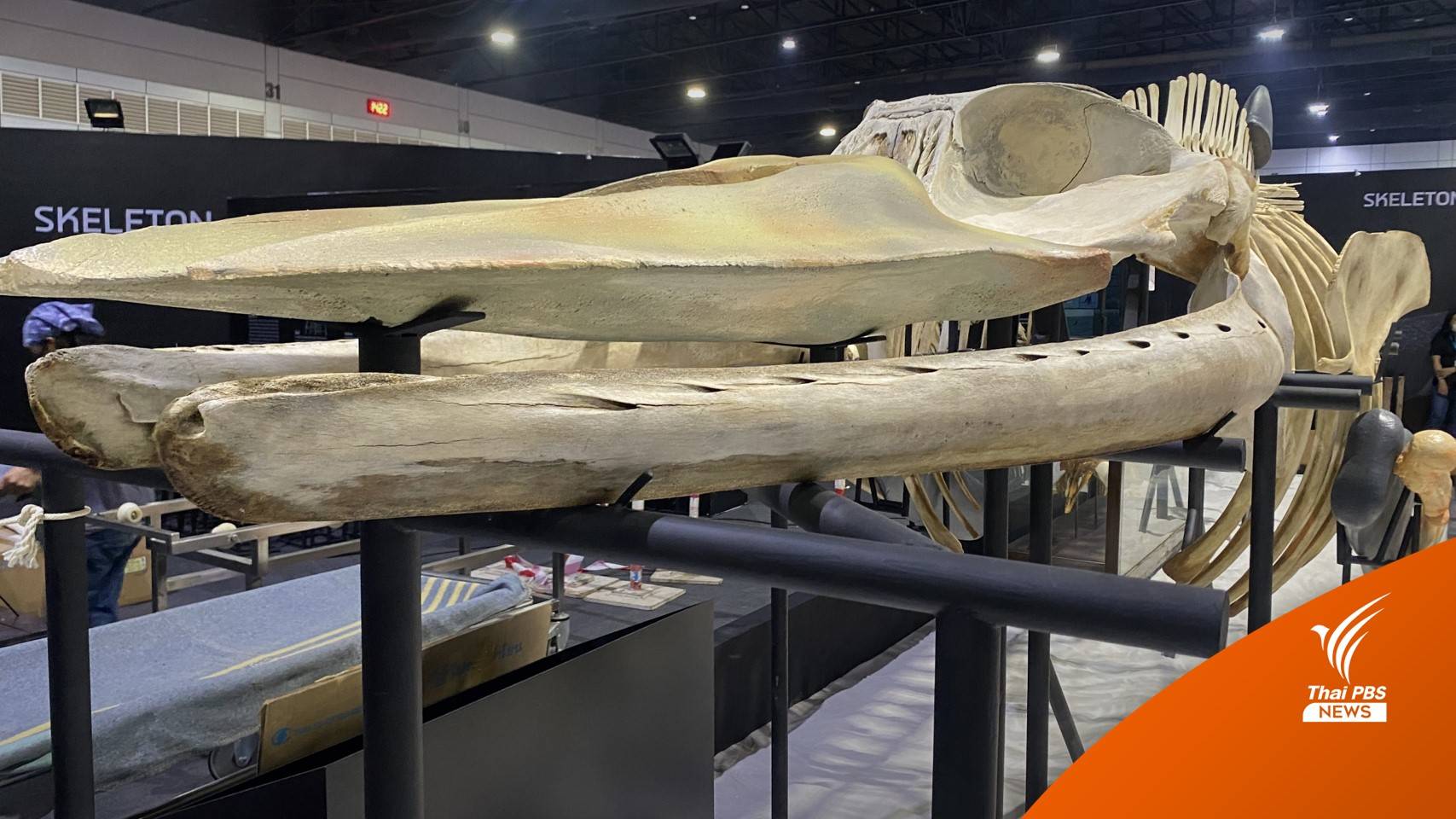 รู้จัก "แม่จ๊ะเอ๋" ผ่านโครงกระดูกวาฬบรูด้า 126 ชิ้น