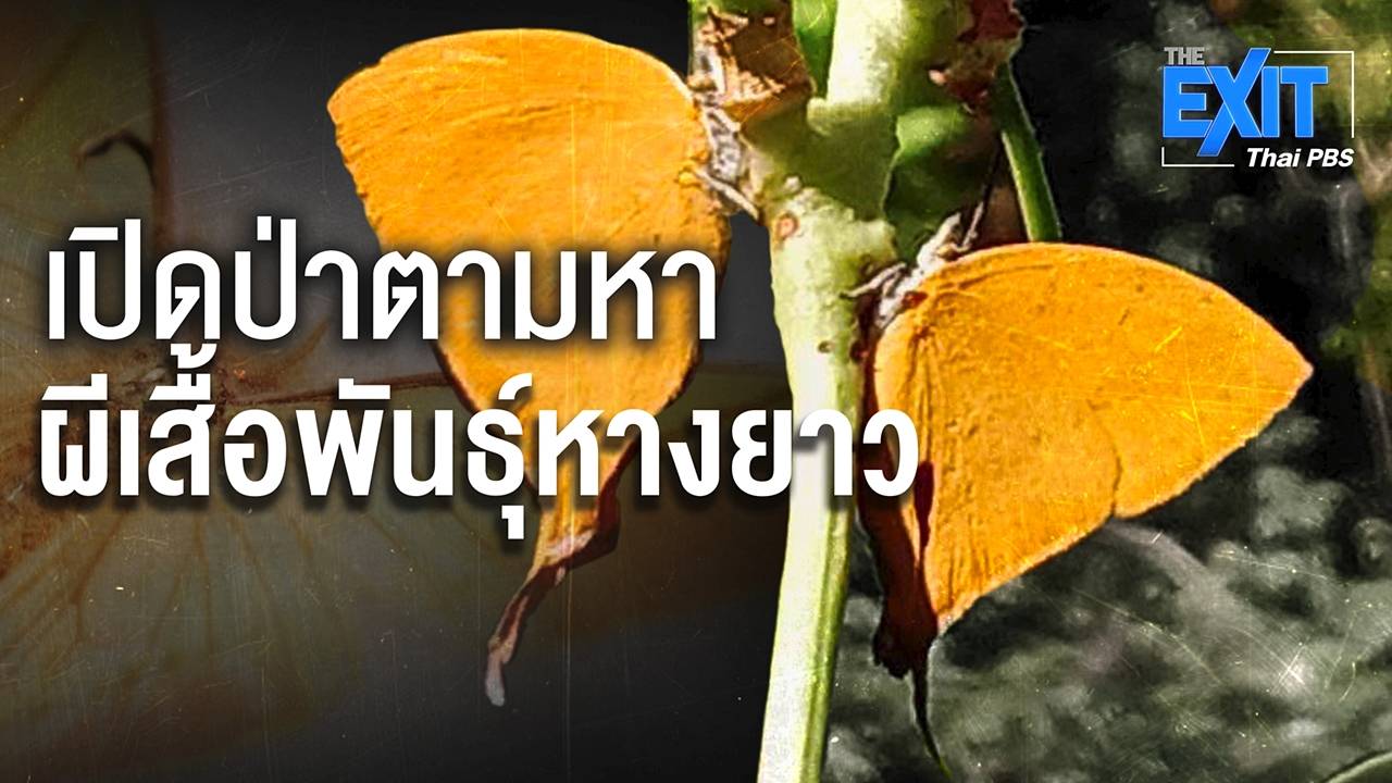 The EXIT : เปิดป่าตามหาผีเสื้อพันธุ์หางยาว