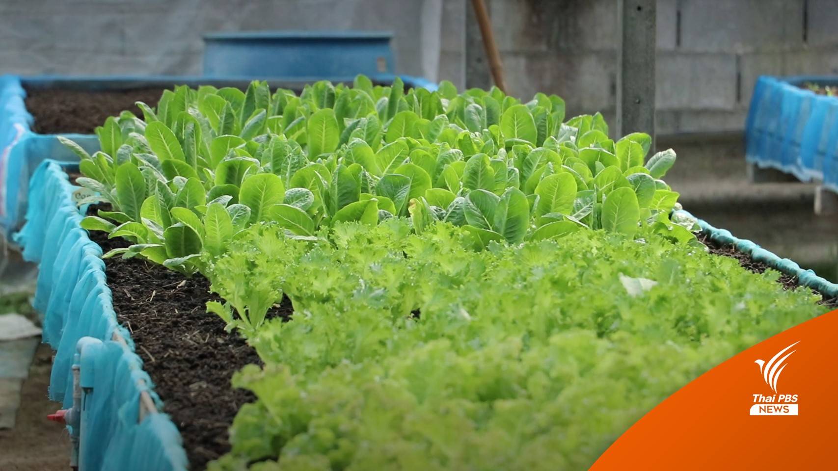อดีตพนักงานโรงงาน ใช้พื้นที่เล็กๆ ปลูกผักสลัดอินทรีย์ขาย