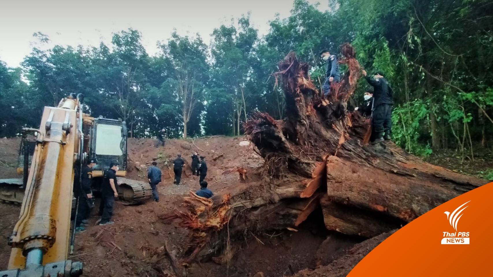 "วราวุธ" สั่งตามตัวแก๊งตัดไม้มะค่าโมงยักษ์ 7 เมตรในป่าสงวนจ.น่าน